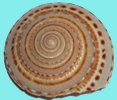 Logo de la pgina La Caracola. Una caracola redonda en espiral.